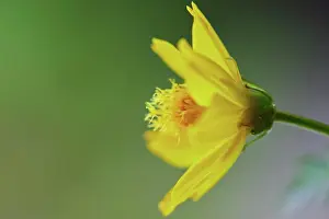Flower Head Prints: Close-up of Marigold flower blossom in garden