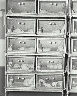 Experiment Prints: Close-up of mice in cages