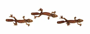 Clipping Path Prints: Close-up of Mossy Leaf-tailed Geckos (Uroplatus sikorae)