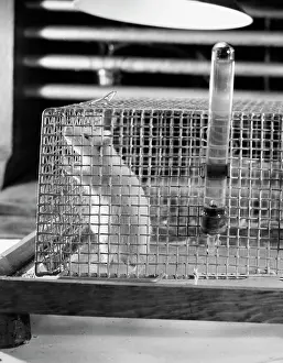 Suffering Prints: Close-up of a mouse in a cage