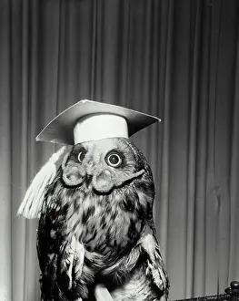 Smart Prints: Close-up of an owl wearing a mortar board and eyeglasses