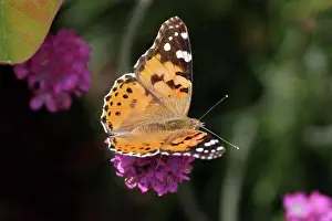 Feeding Prints: Close-up of a Painted Lady (Vanessa cardui) Butterfly