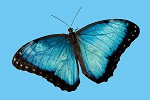 Arthropod Prints: Close-up of a Peleides Blue Morpho butterfly (Morpho peleides) on a blue background