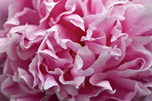 Softness Prints: Close-up on a peony flower