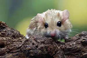 Nuts Prints: Close-up photo of Fat tailed gerbil (Pachyuromys duprasi)