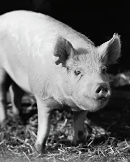 Heavy Prints: Close-up of a pig
