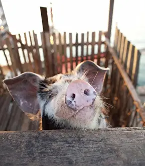 Curiosity Prints: Close-up of a pig
