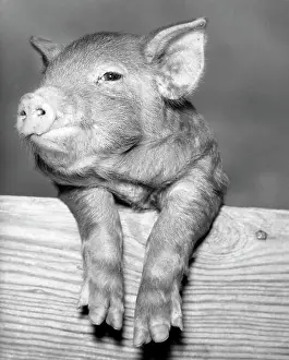 Adult Animal Prints: Close-up of a pig leaning over a plank
