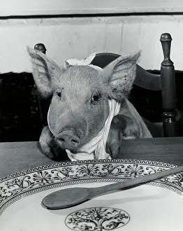 Tablecloth Prints: Close-up of a pig sitting at a dining table (Sus Scrofa)