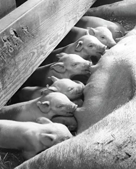 Feed Prints: Close-up of piglets eating