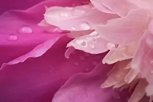 Moisture Prints: Close-Up Of Pink Flower