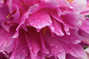 Petals Prints: Close-Up Of Pink Flower