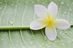 Green Color Prints: Close-up of plumeria flower