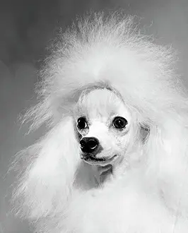 Snout Prints: Close-up of a poodle