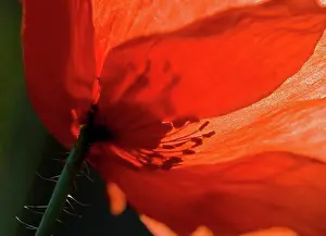 Breeding Prints: Close-up of a poppy flower