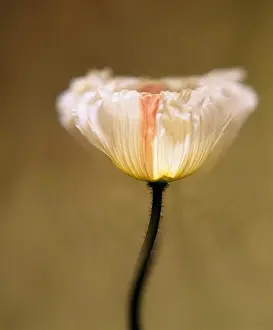 Poppy Prints: Close-up of a Poppy flower