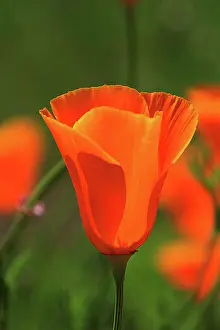 Flower Head Prints: Close-up of a poppy flower