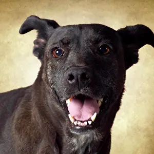 Canine Prints: close-up portrait of dog on golden background
