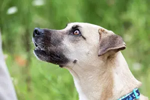 Fawn Prints: Close-up portrait of white short-haired mixed breed dog in nature