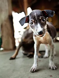 Curiosity Prints: Close-up of a puppy, Myanmar