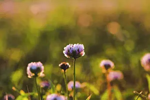 Wildflowers Prints: Close-up of Purple Clover in a Wild Flower Field at Sunset