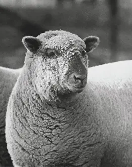 Two Animals Prints: Close-up of a ram