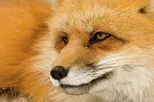 Animallife Prints: Close-up of a Red fox (Vulpes vulpes)