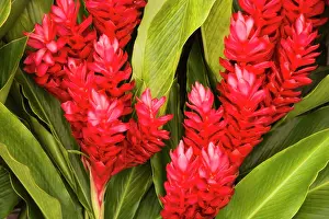 Tahiti Prints: Close-up of red ginger flowers, Papeete, Tahiti, French Polynesia
