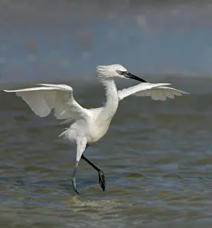 Wading Prints: Close-up of a Reddish Egret wading in water (Egretta rufescens)