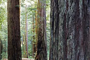 Looking Through Prints: Close-up of redwood tree trunks in forest in Northern California, USA