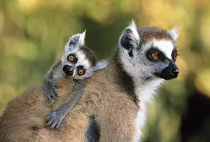 Adult Animal Prints: Close-up of a Ring-Tailed Lemur with its offspring