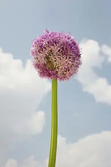 East Coast Prints: Close-up of round flower against sky