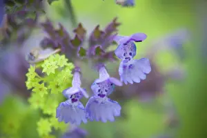 Plant Life Prints: Close-up of Salvia flowers, USA