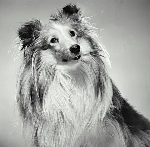 Curiosity Prints: Close-up of a Shetland Sheepdog