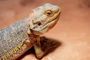 Farbig Prints: This Close-Up Shows The Unique Features A Bearded Dragon and Lifts Their Structured Skin