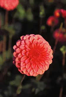 Attractive Prints: Close-up of single pink hybrid marigold flower, others soft focus background