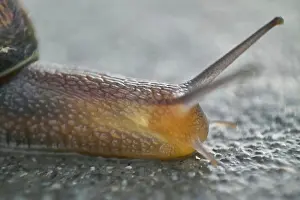 Slow Prints: Close-up of a snail crawling on a concrete surface
