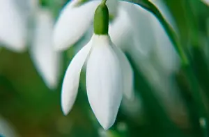 Upside Down Prints: Close-up of a Snowdrop flower