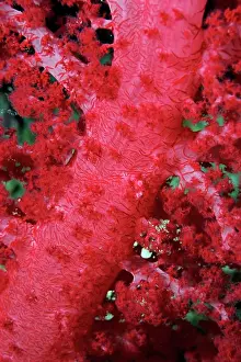 North Africa Prints: Close_up of soft coral, off Sharm el_Sheikh, Sinai, Red Sea, Egypt, North Africa, Africa
