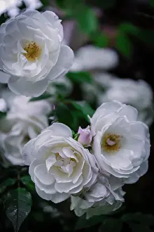 Elegance Prints: Close-up soft white roses