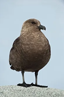 Sea Bird Prints: Close-up of a South Polar Skua (Stercorarius maccormicki)