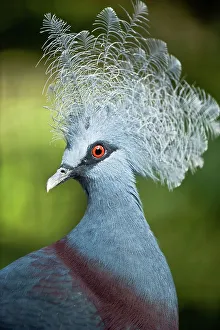 Crest Prints: Close-up of a Southern Crowned pigeon (Goura scheepmakeri)
