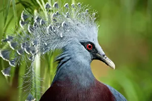 Crest Prints: Close-up of a Southern Crowned pigeon (Goura scheepmakeri)