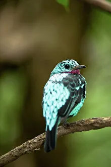 Singapore Prints: Close-up of a Spangled cotinga (Cotinga cayana) perching on branch in a zoo
