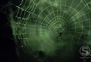 Intricacy Prints: Close-up of a spider in a web
