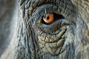 Assam Prints: Close-up study of eye of Indian elephant (Elephas maximus)