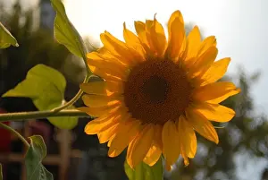Flower Head Prints: Close-up of a Sunflower (Helianthus annuus)
