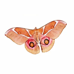 Moth Prints: Close-up of Suraka Silk moth (Antherina suraka) on white background