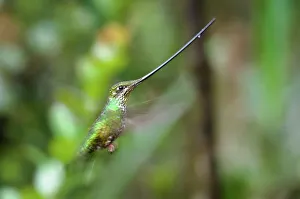 Hummingbird Prints: Close-up of a Sword-Billed hummingbird (Ensifera ensifera)
