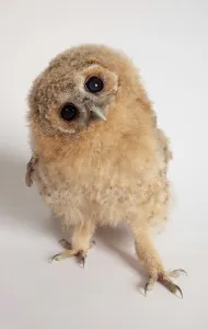 Vulnerability Prints: Close-up of a Tawny owl (Strix aluco) chick against white background
